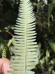 Gleichenella pectinata