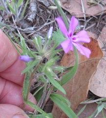 Phlox cuspidata