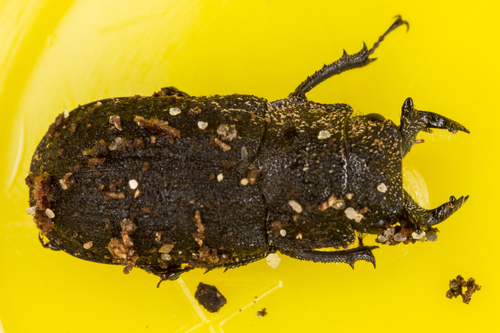 Genus Ceratognathus · iNaturalist