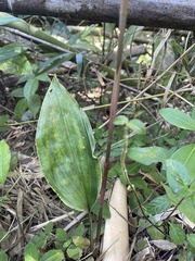 Prescottia stachyodes