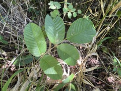 Ormosia krugii
