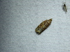 Phaecasiophora niveiguttana