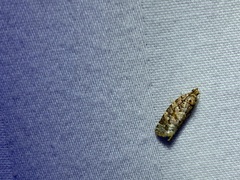 Phaecasiophora niveiguttana