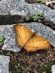 Vindula dejone erotella