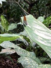 Drupadia ravindra moorei