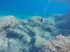 Gulosus aristotelis desmarestii