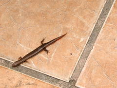 Panaspis wahlbergii