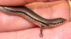 Panaspis wahlbergii