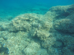 Gulosus aristotelis desmarestii