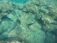 Gulosus aristotelis desmarestii