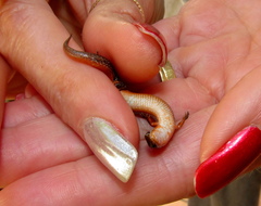 Panaspis wahlbergii