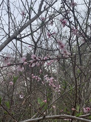 Amygdalus