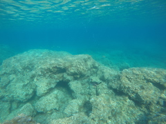 Gulosus aristotelis desmarestii