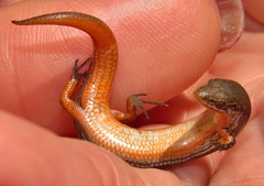 Panaspis wahlbergii