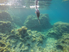 Gulosus aristotelis desmarestii