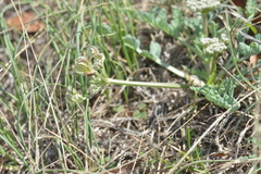 Vesper macrorhizus