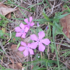 Phlox cuspidata
