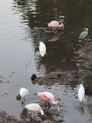 Platalea ajaja