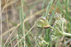 Vesper macrorhizus
