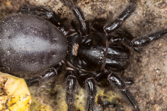 Hadronyche venenata