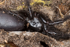 Hadronyche venenata