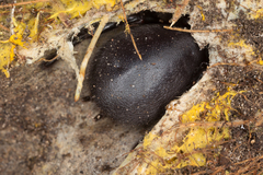 Hadronyche venenata