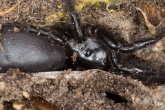 Hadronyche venenata