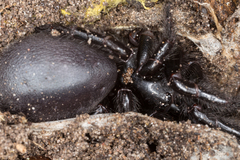 Hadronyche venenata