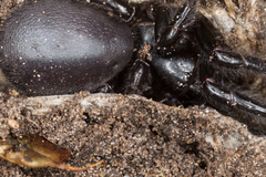 Hadronyche venenata