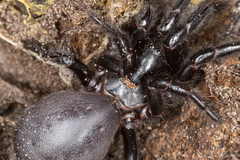 Hadronyche venenata