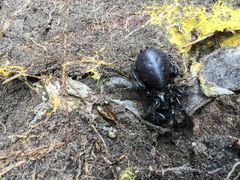 Hadronyche venenata