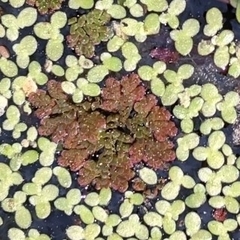 Azolla caroliniana