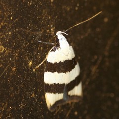 Zonopetala divisella