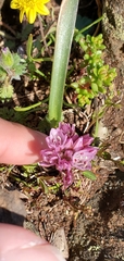 Allium cratericola