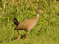 Giant Wood-Rail photo 4