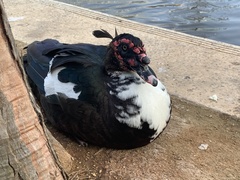 Cairina moschata domestica