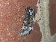 Psaphida thaxterianus