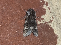 Psaphida thaxterianus