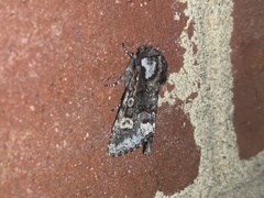 Psaphida thaxterianus