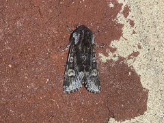 Psaphida thaxterianus