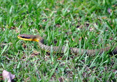 Chironius maculoventris