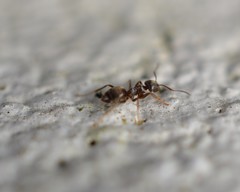 Lasius americanus