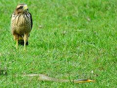 Chironius maculoventris