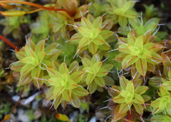 Syntrichia princeps