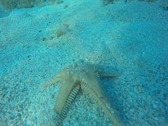 Astropecten platyacanthus