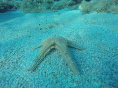 Astropecten platyacanthus