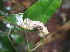 Aristolochia laheyana
