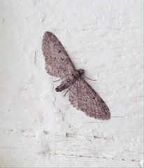 Eupithecia tripunctaria