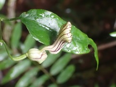 Aristolochia laheyana