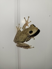 Osteopilus septentrionalis